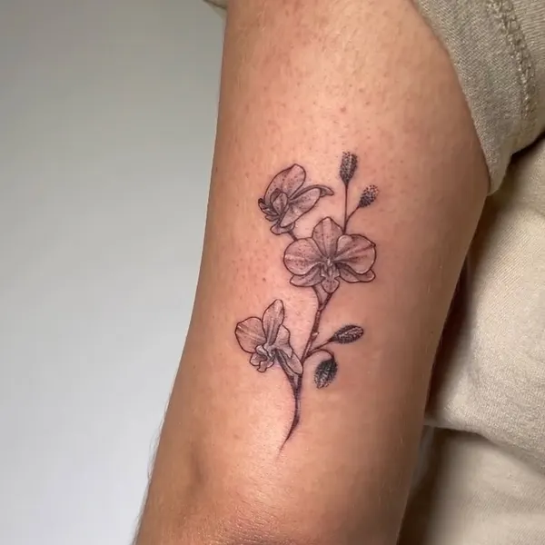 Flower, Rose, 모란, 목련
