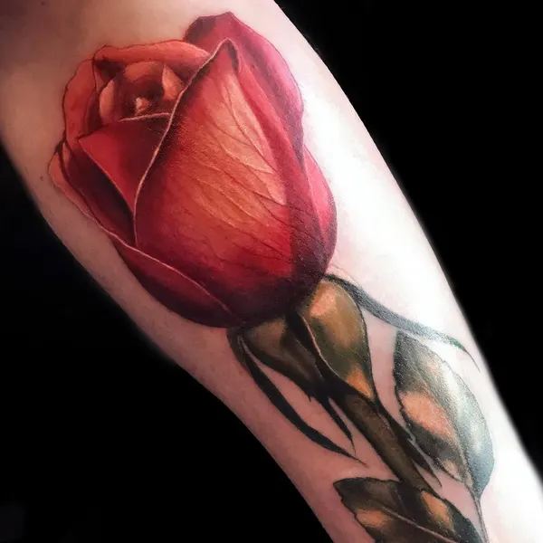 Flower, Rose, 튤립