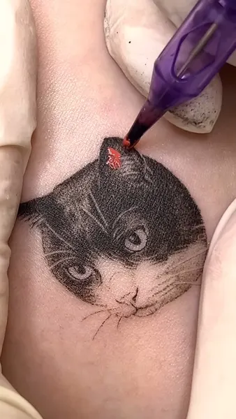 고양이