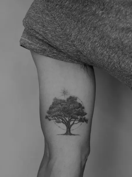Nature, 나무, 소나무, 올리브 가지