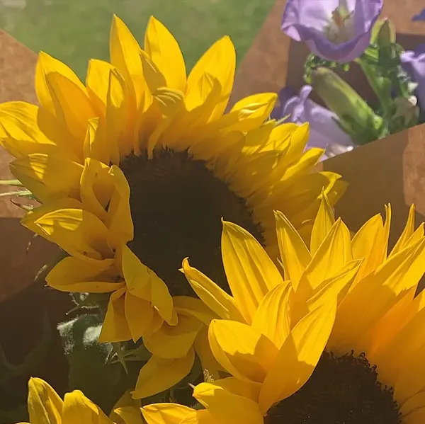 Flower, 국화, 민들레, 해바라기, 데이지