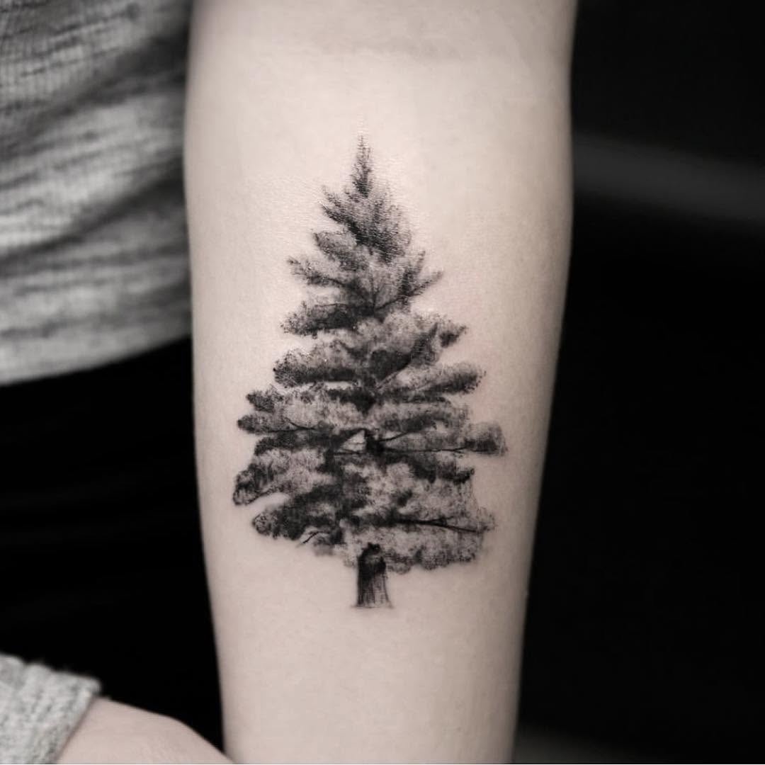 Nature, 소나무