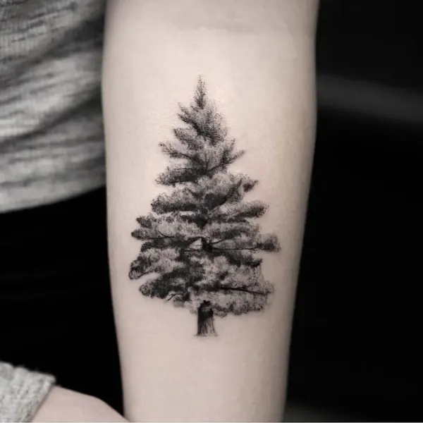 Nature, 소나무
