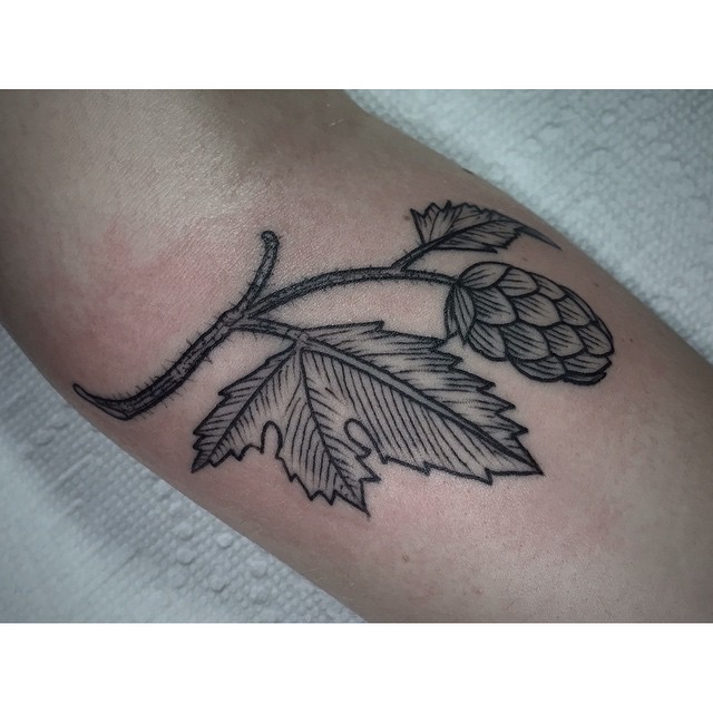 Flower, Rose, 올리브 가지
