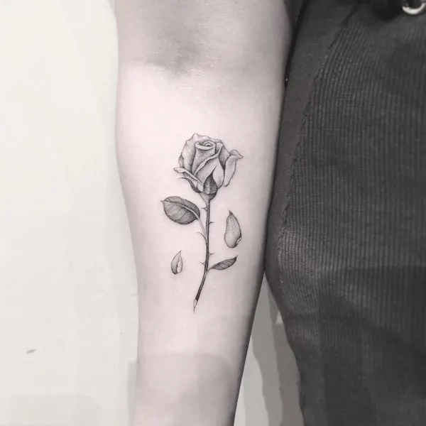 Flower, Rose