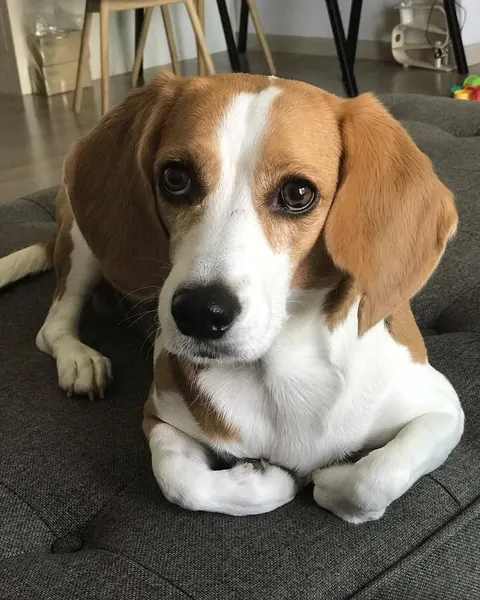 Animal