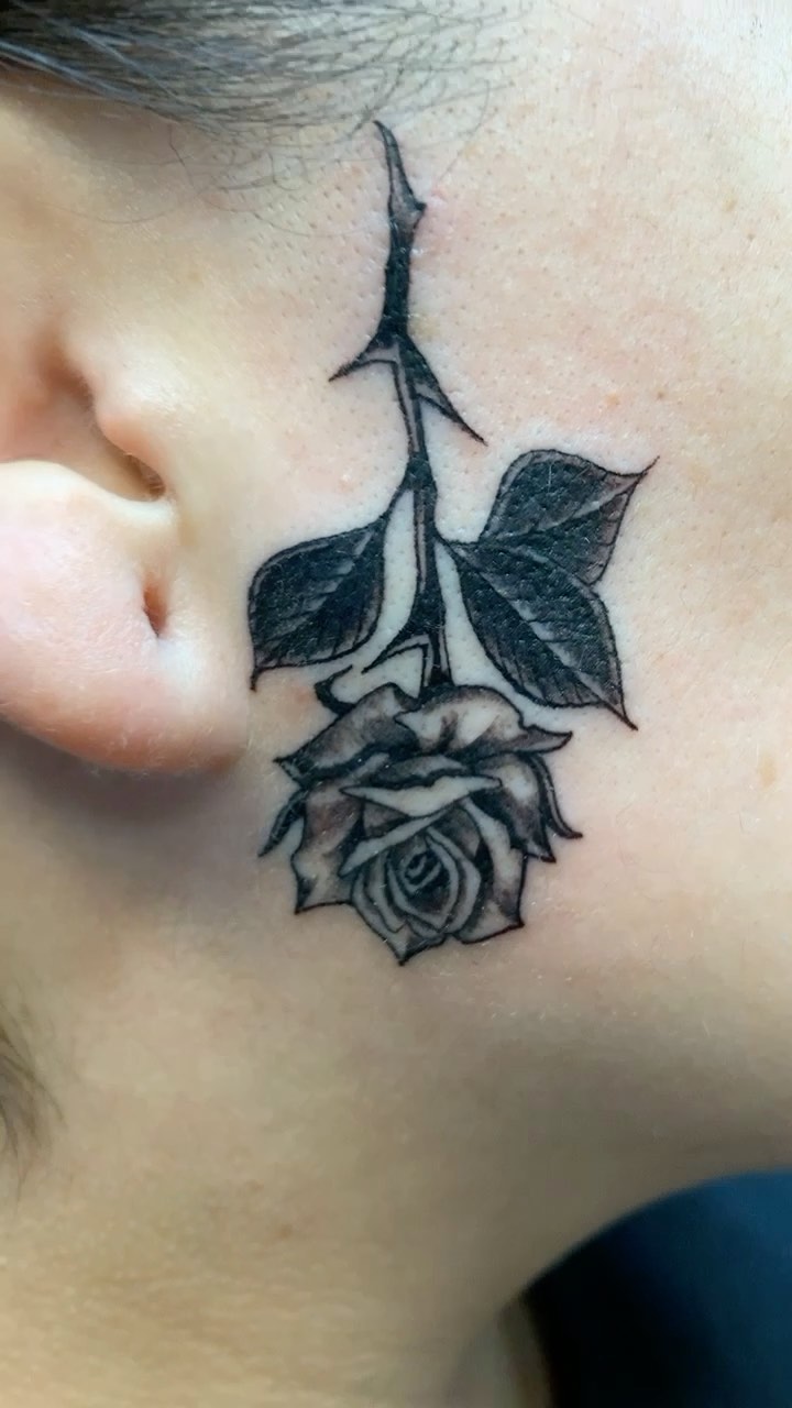 Flower, Rose, Nature