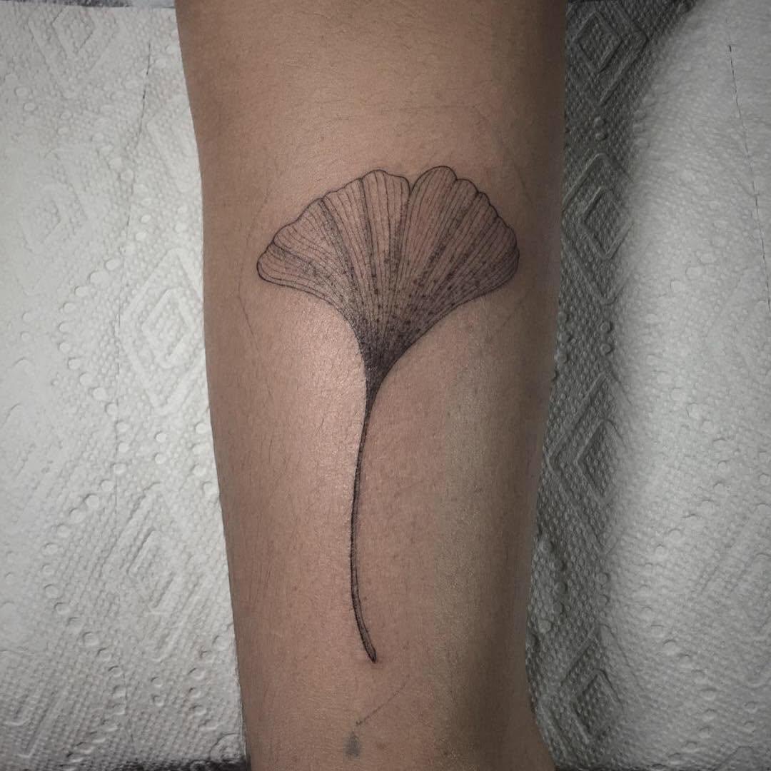 Flower, 버섯, 잎, 양귀비, 은행잎, 덩굴, 조개