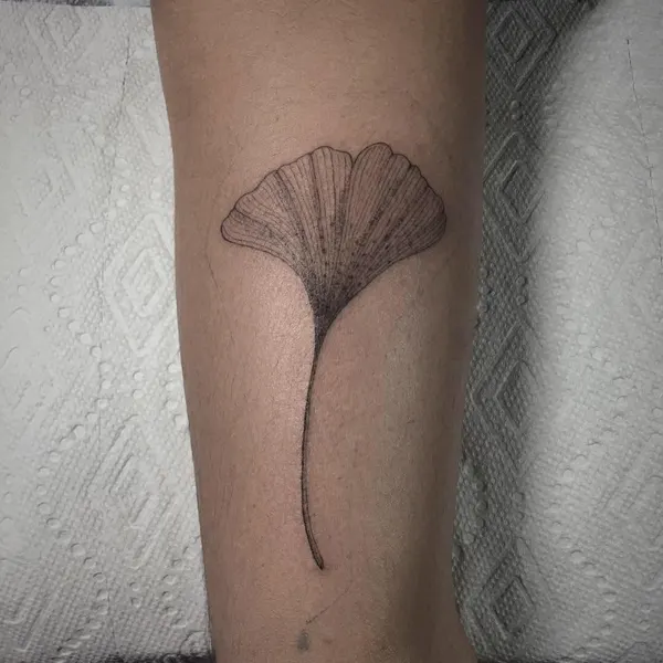 Flower, 버섯, 잎, 양귀비, 은행잎, 덩굴, 조개