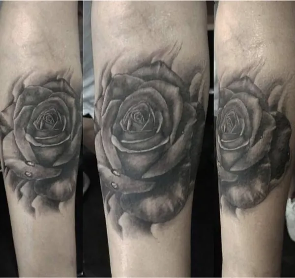 Flower, Rose