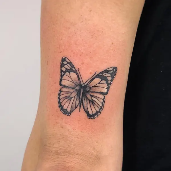 Animal, Nature, 나비