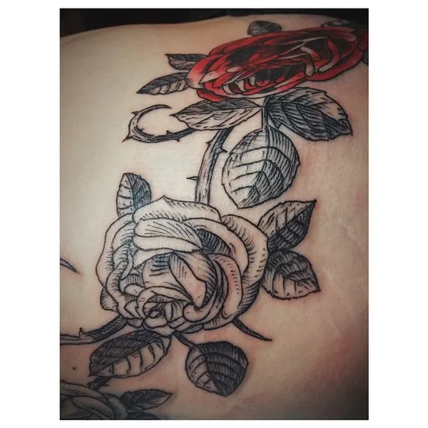 Flower, Rose, Nature