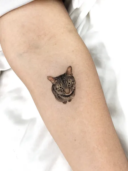 고양이