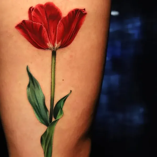 Flower, 튤립, 양귀비, 수선화