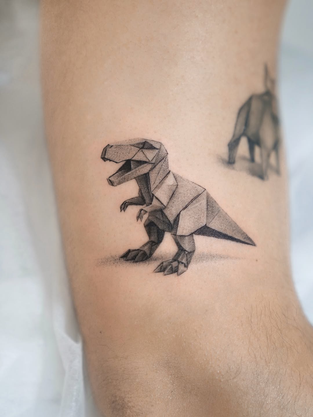 Dragon, 악어, 도마뱀