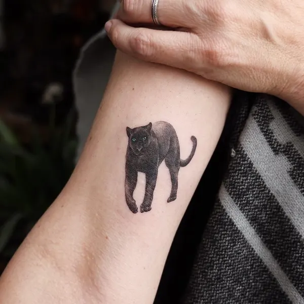 Animal, 코끼리