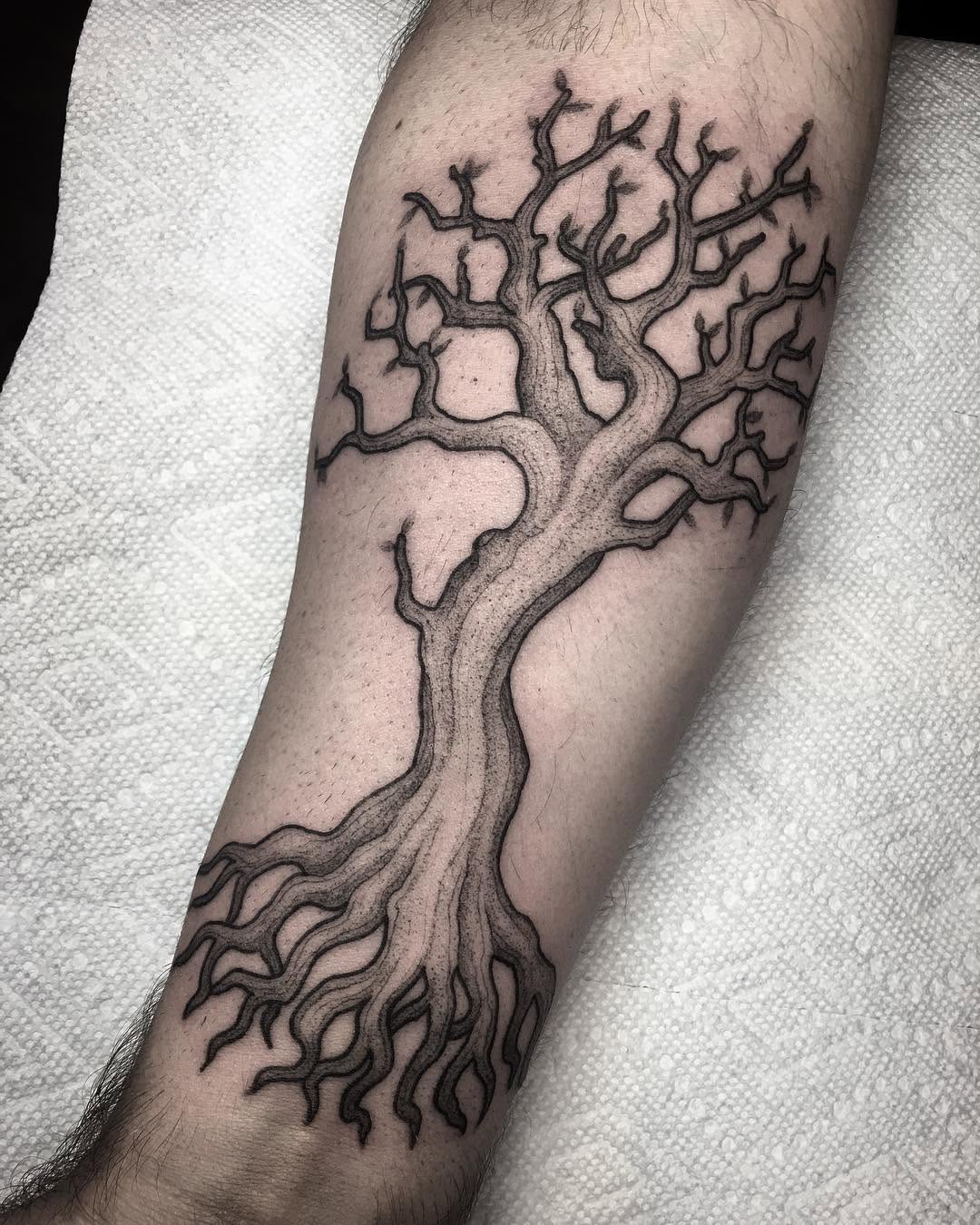 Nature, 뿌리, 나무, 소나무