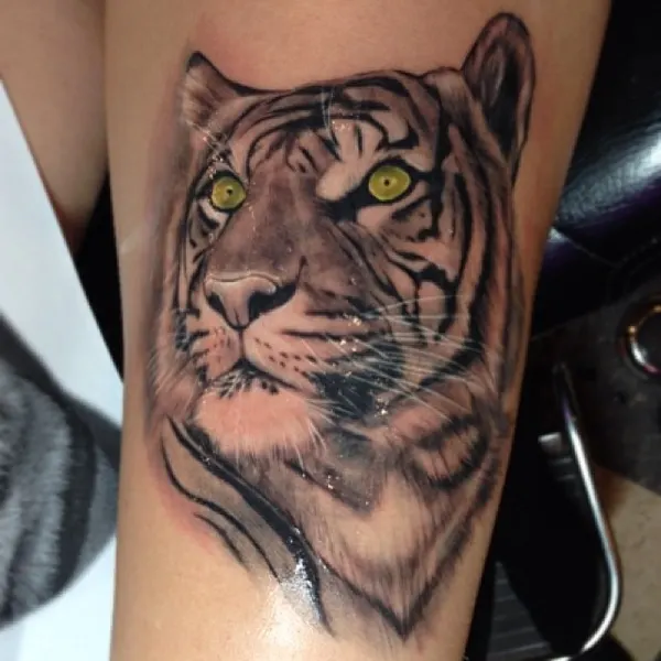 Tiger