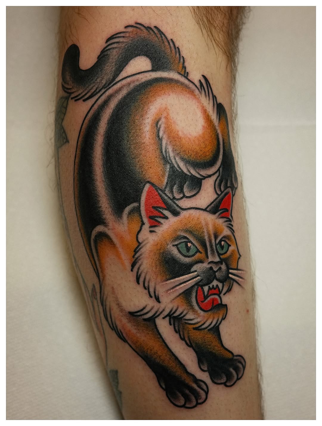 Animal, Tiger