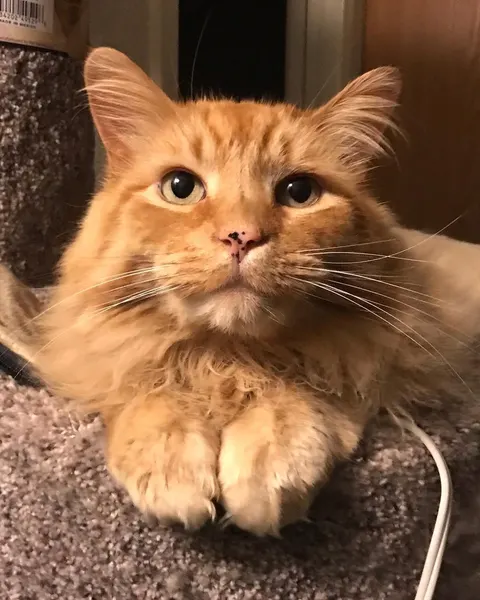 Animal, 마네키네코