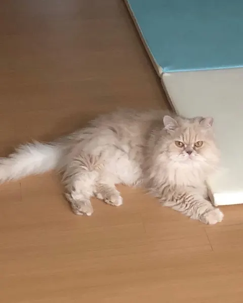 Mini, Animal