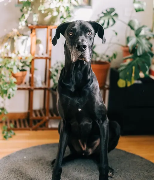 Jonathan Earthgrasper