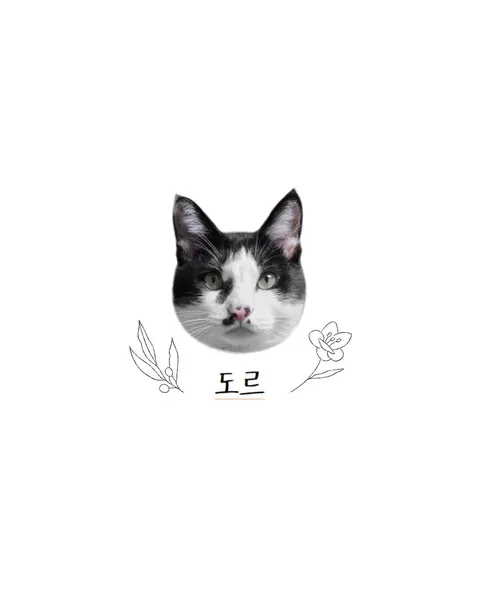 마네키네코