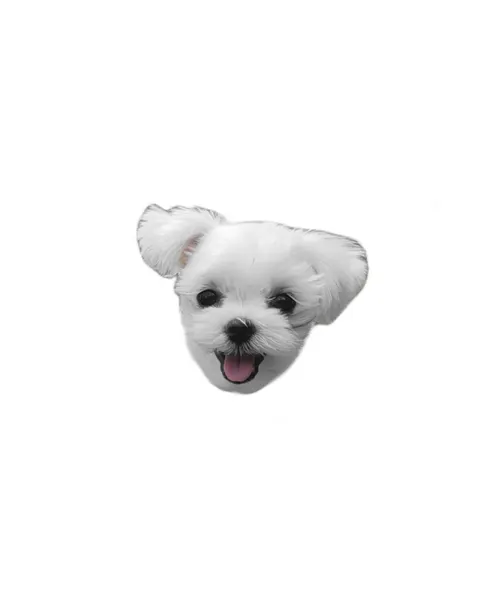 강아지