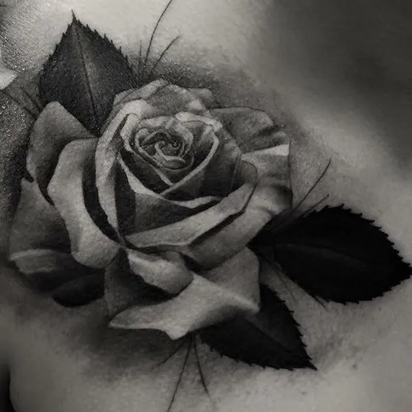 Flower, Rose, Nature
