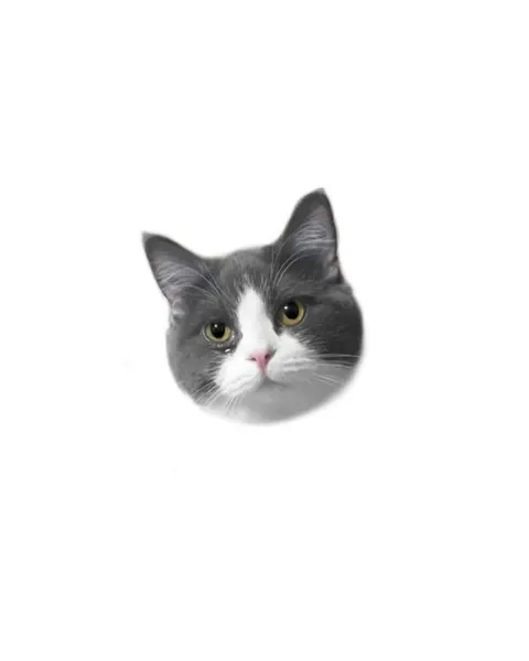 고양이, 반려동물