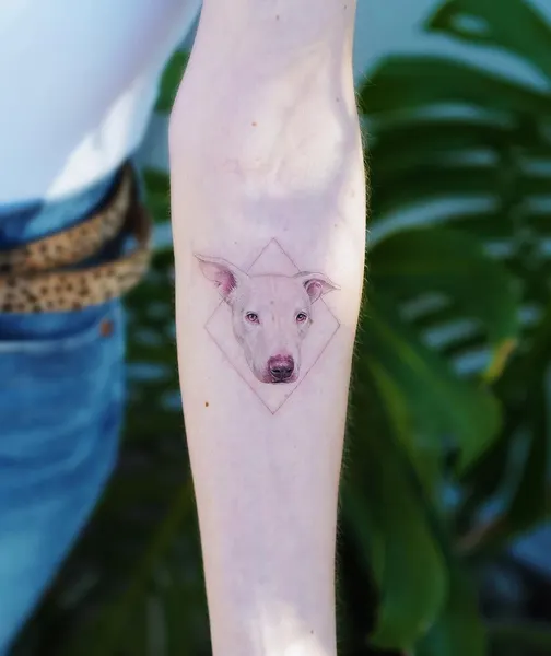 Animal, 사슴, 여우