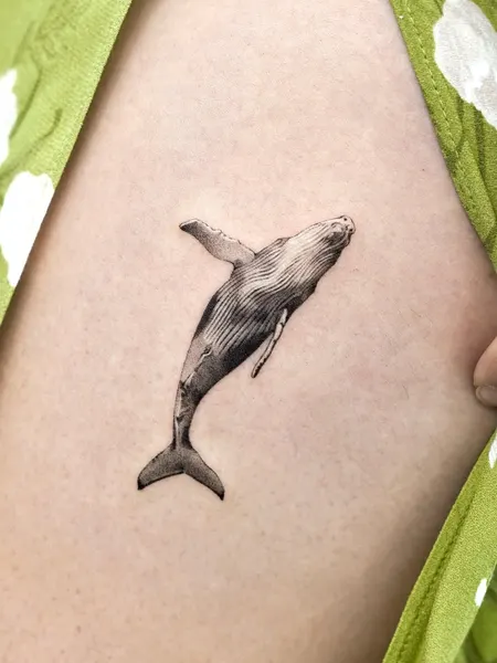 상어, 고래, 돌고래, 물고기, Animal, 함사