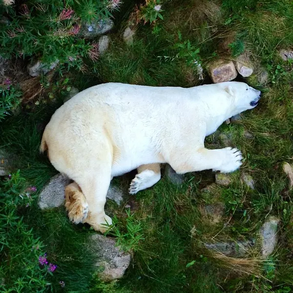 Animal