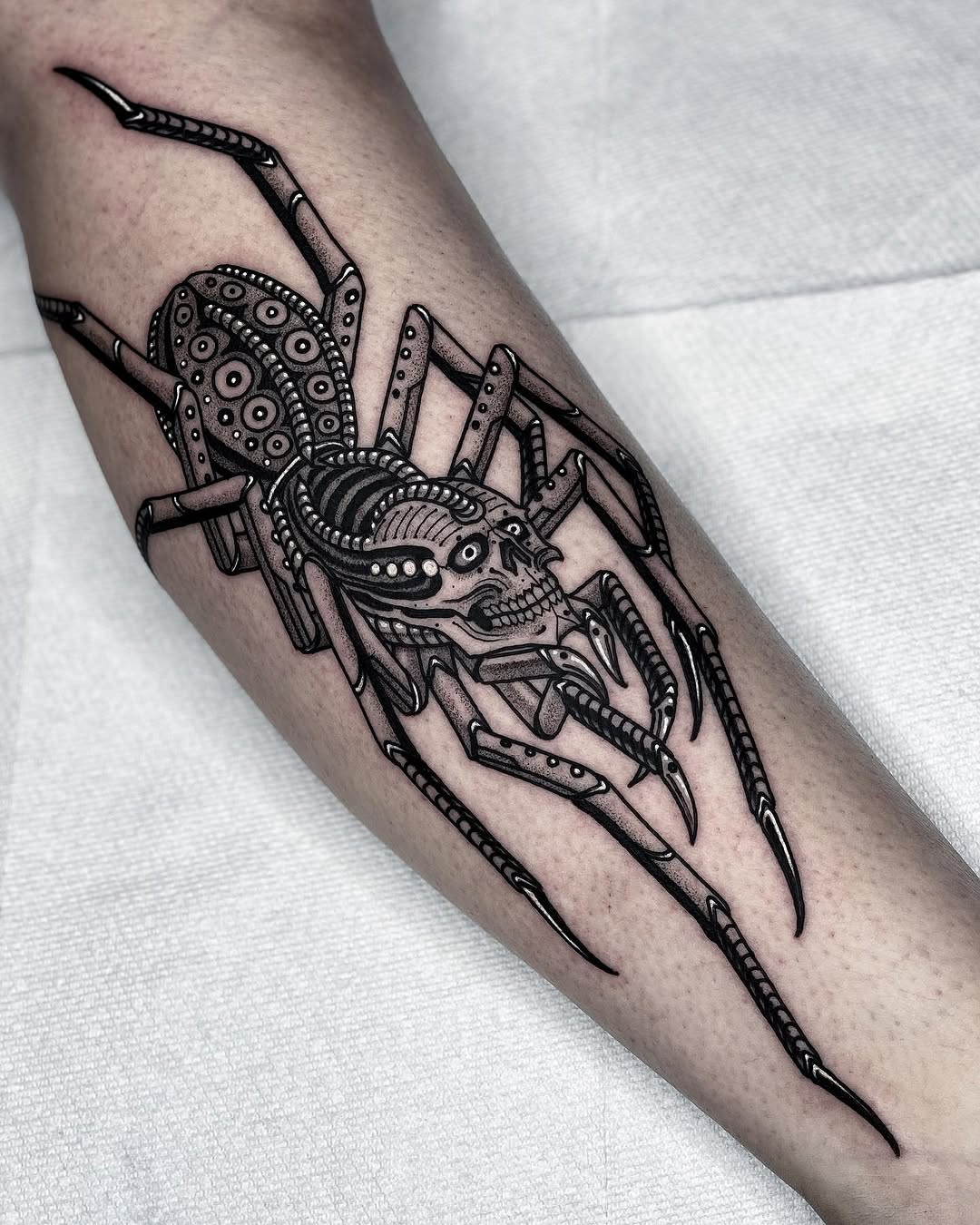 Animal, 거미, 전갈