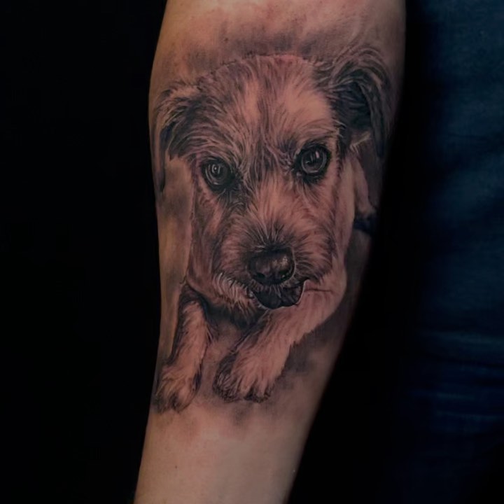 Animal