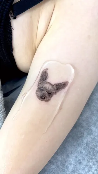 토끼, 펭귄