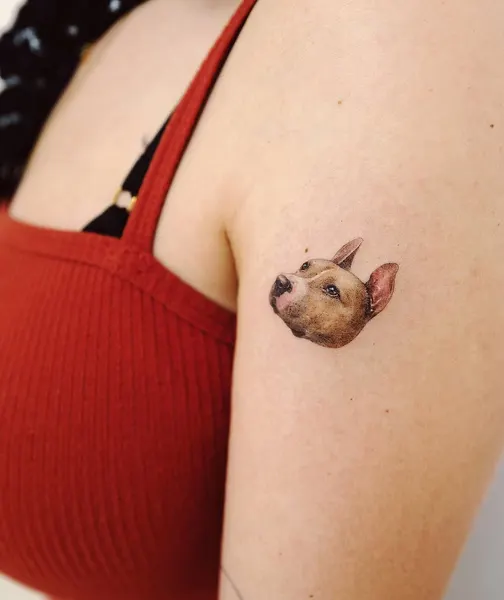 쥐, Animal, 돼지, 고슴도치, Mini