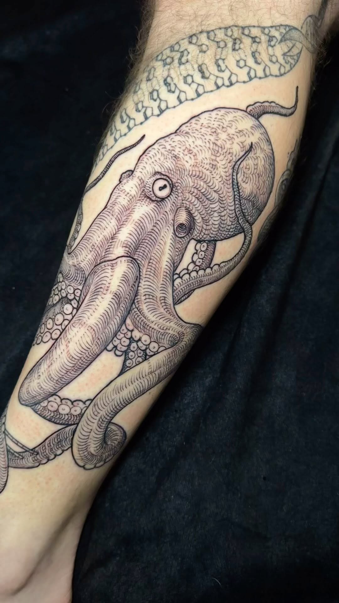 Animal, 코끼리