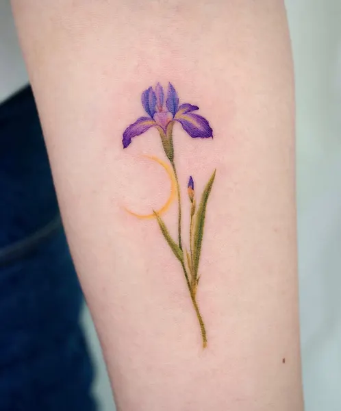 아이리스, 백합, 난초, 튤립, Flower