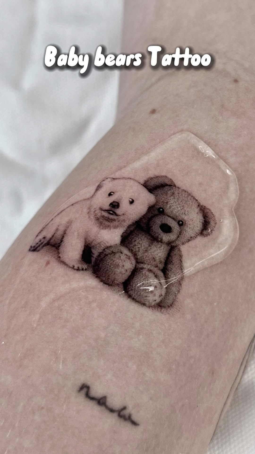 곰, 코알라, 나무늘보