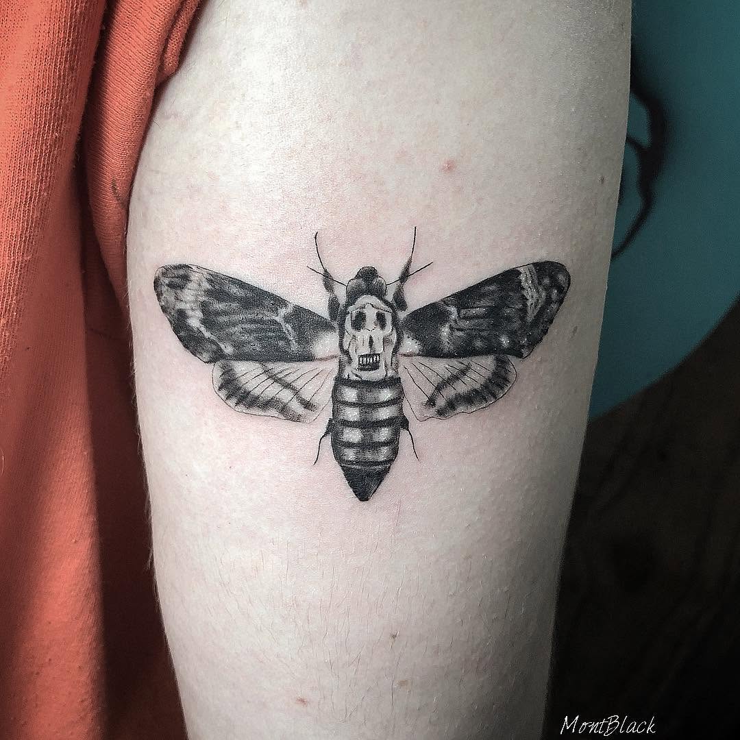 Animal, 나방, 매미
