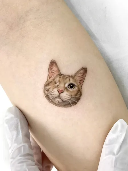 Animal, 고양이