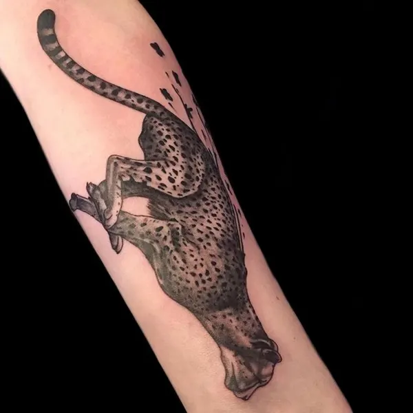 Animal, Tiger