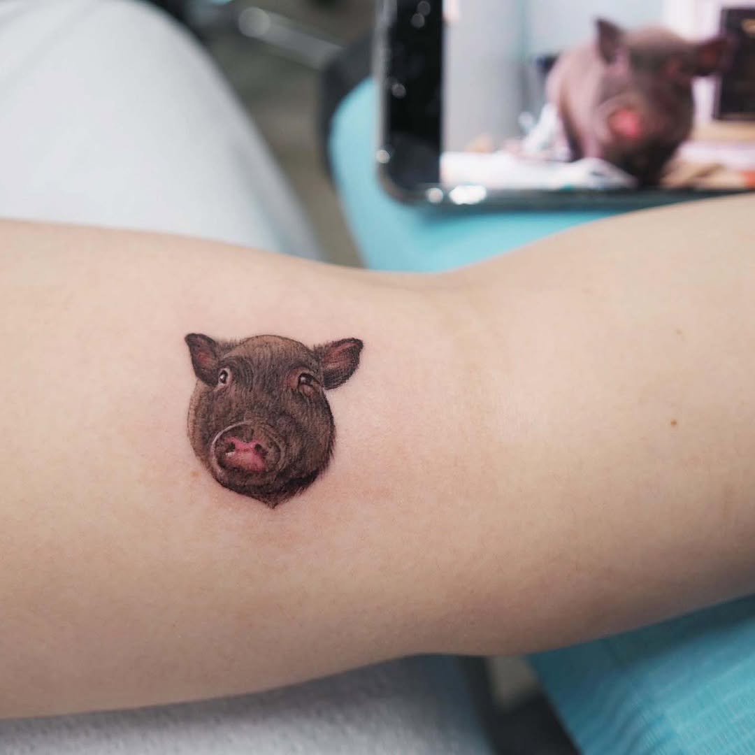 Animal, 돼지