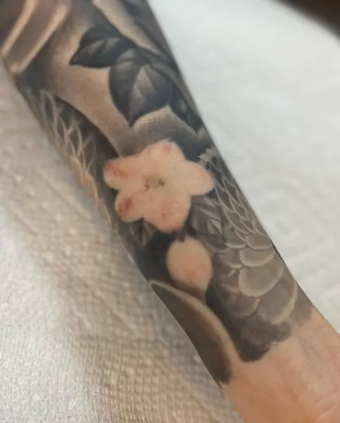 매화, Flower, Rose