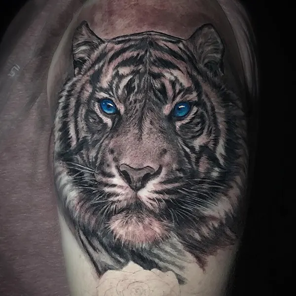 Tiger, 팬서, 재규어, 한국 호랑이, 중국 호랑이
