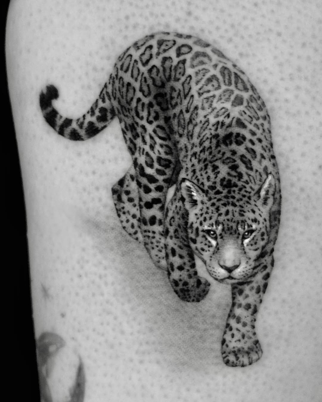 Animal, 치타, 표범, 팬서, 재규어