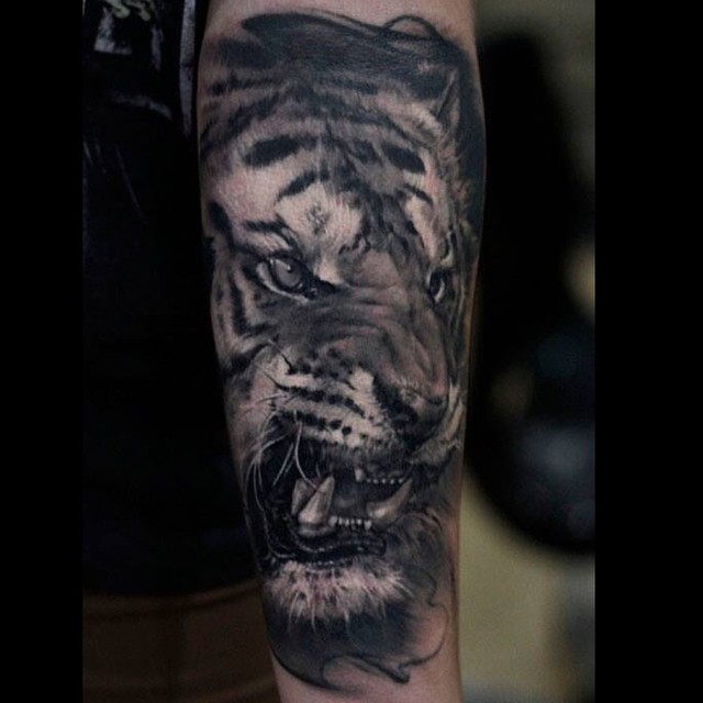 Tiger, 한국 호랑이, 일본 호랑이