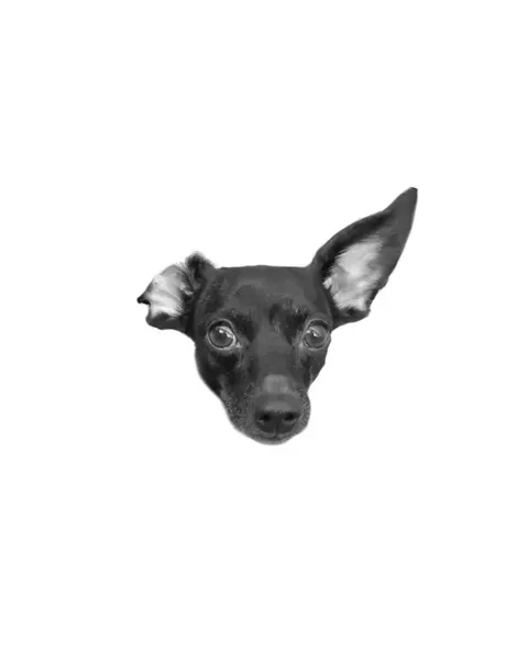 Animal, 강아지