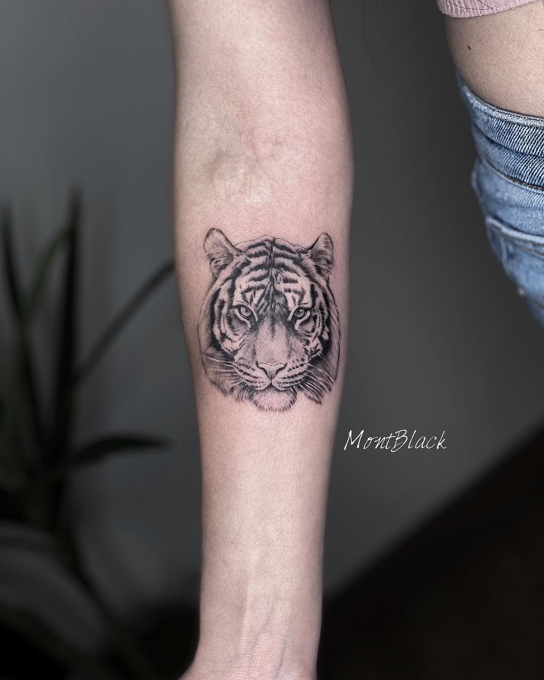 Tiger, 사자자리, 치타